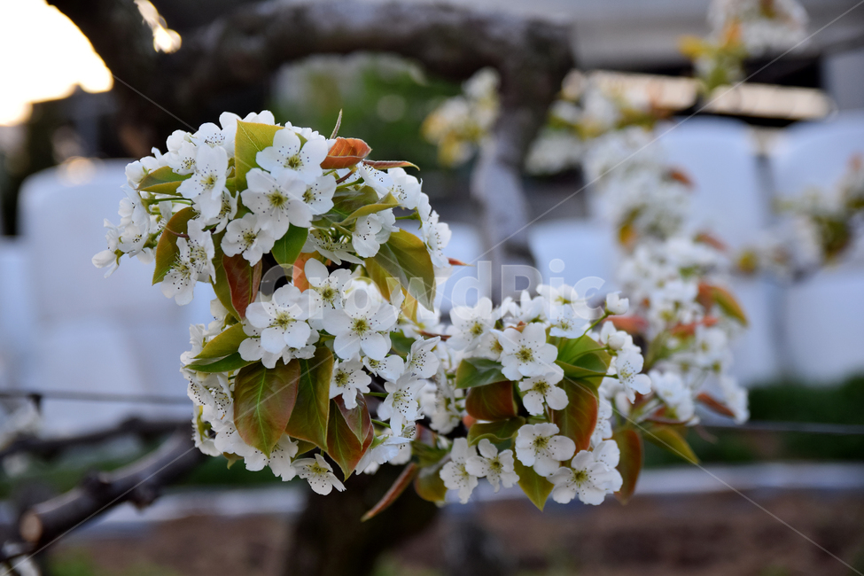 배,배꽃,흰꽃,배나무,하얀꽃,pear,peartree,pearflower,flower
