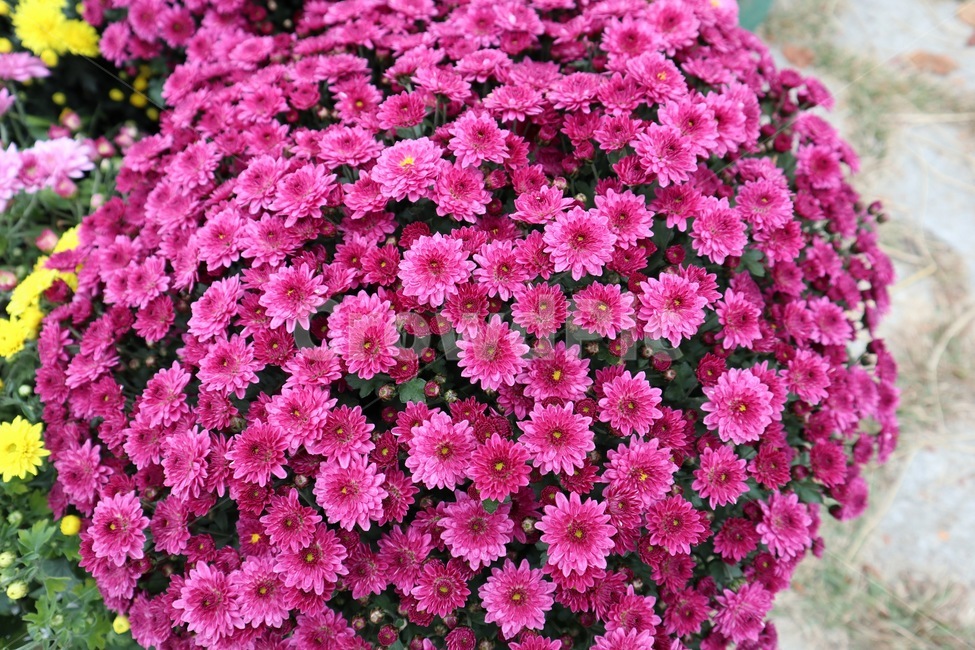 plant,식물,flower,국화,가을,autumn,fall,식물,자연,plants,nature,꽃,flower