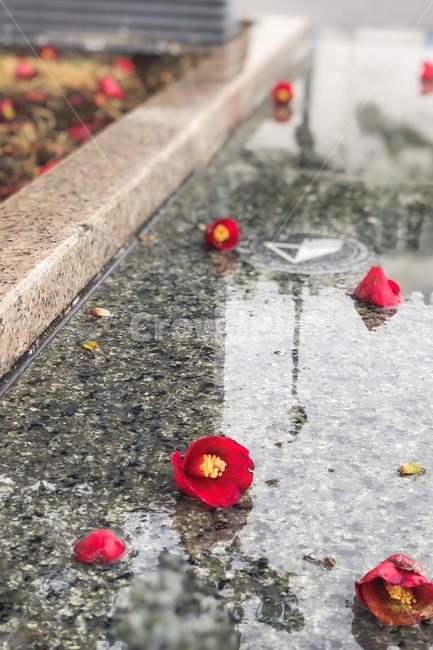 동백꽃,camelia,꽃,flowers,산책,반영,감성,비,rain,blossom,plant,식물,길거리,street