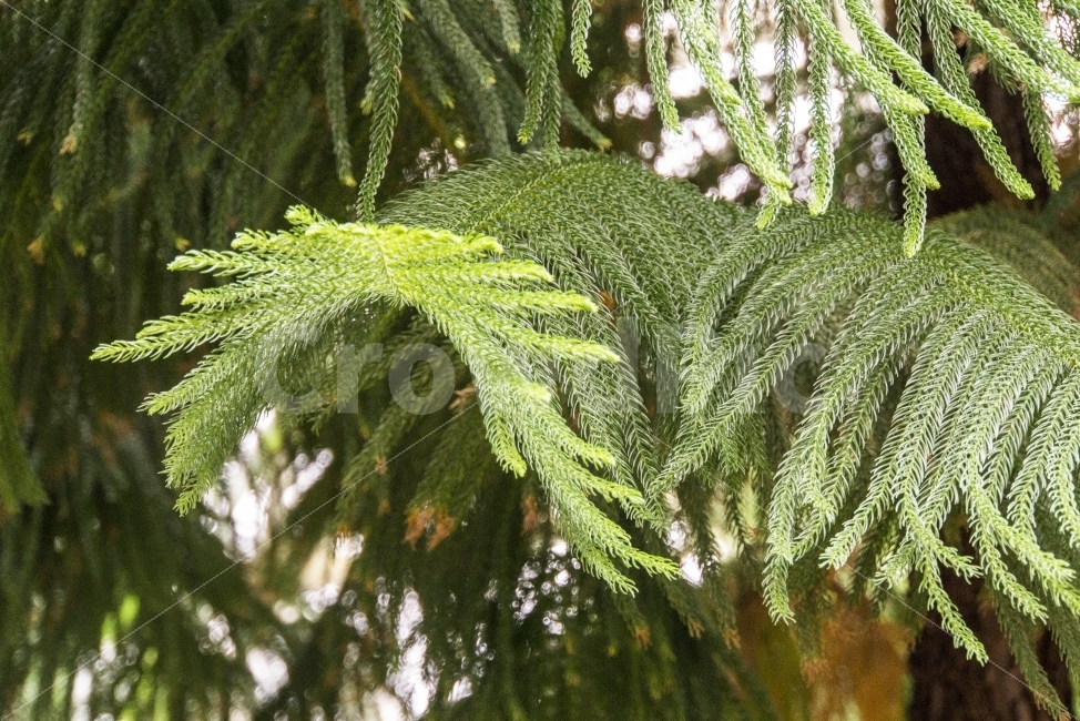 나무,비오는날,생태관,여름,울산,울산대공원,tree,식물,자연,plants,nature