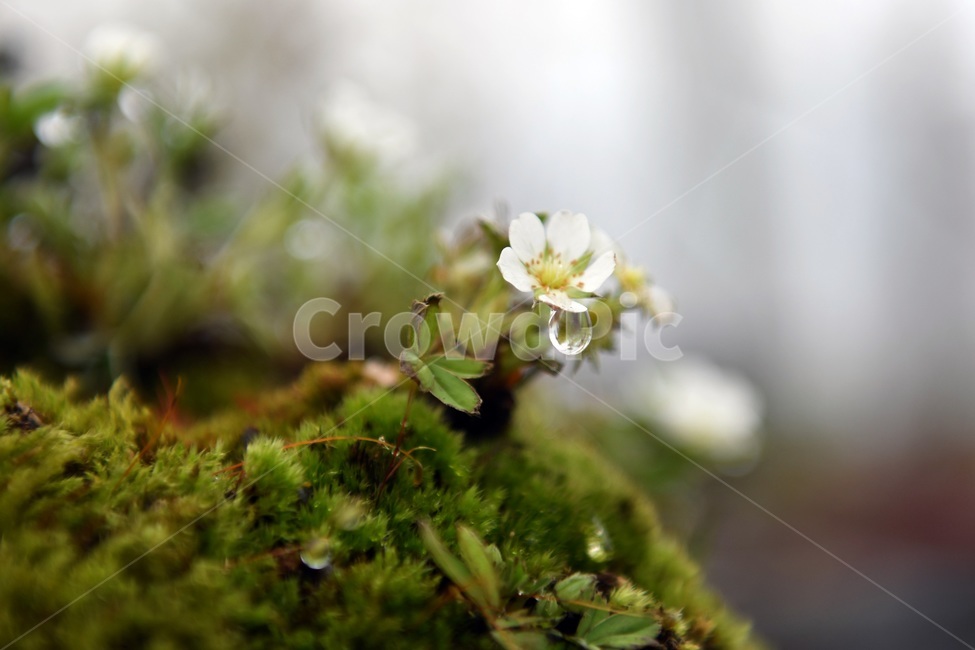 식물,꽃,감성사진,자연,flower,꽃사진,봄,봄꽃,계절,빗방울,비,감성,4월,spring,힐링,자연풍경,풍경,봄,계절,spring,season,식물,자연,plants,nature,꽃,flower,plant,moss,이끼
