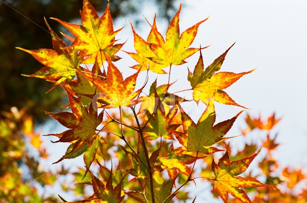 필름카메라,필름사진,가을,단풍,출사,가을,계절,fall,autumn,season,식물,자연,plants,nature,leaf,잎,plant,tree,나무,maple