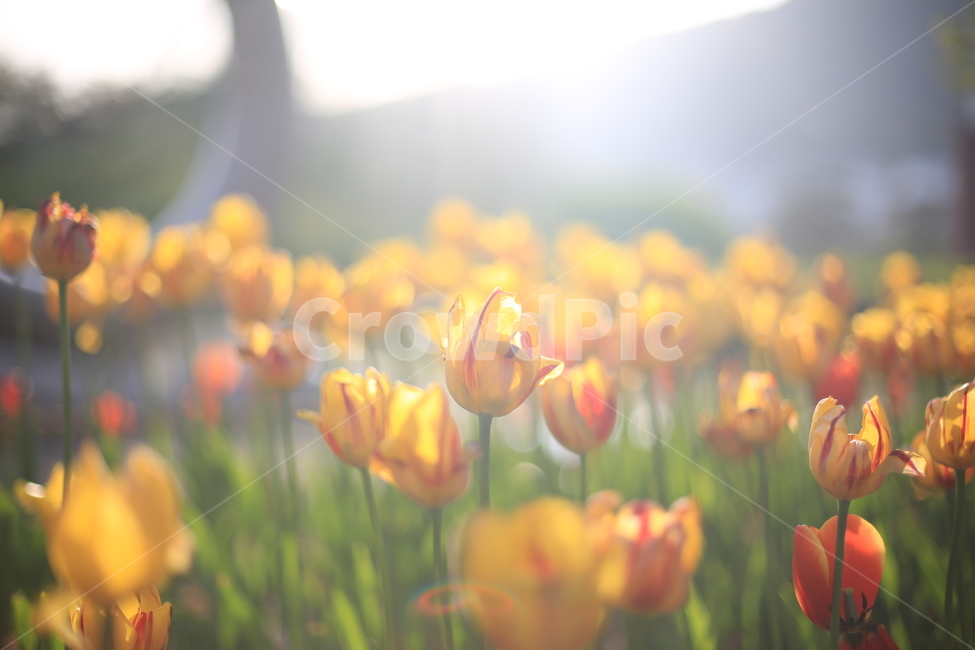 봄,꽃,튤립,연지공원,햇살,꽃말,봄,계절,spring,season,식물,자연,plants,nature,꽃,flower,감성,sensible,feeling,휴식,힐링,rest,relaxation,healing,plant