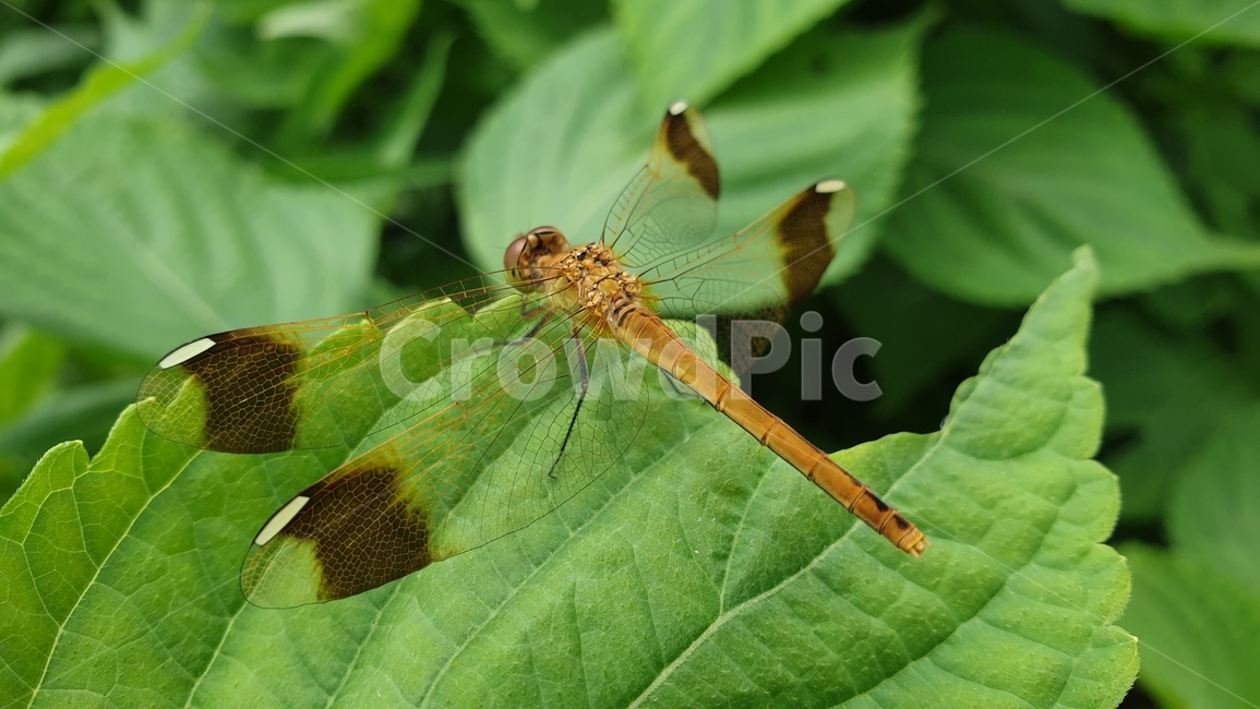 잠자리,고추잠자리,곤충,왕잠자리,드라곤플라이,곤충,벌레,insect,bug
