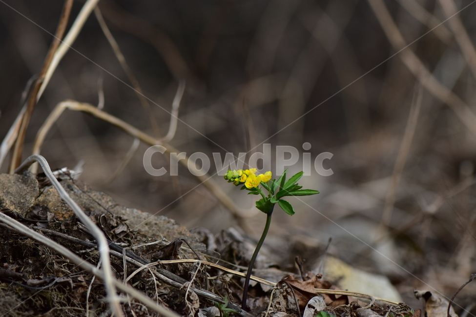한계령풀,야생화,봄,꽃,풀꽃,자연,식물,식생,plants,nature,spring,season,flower