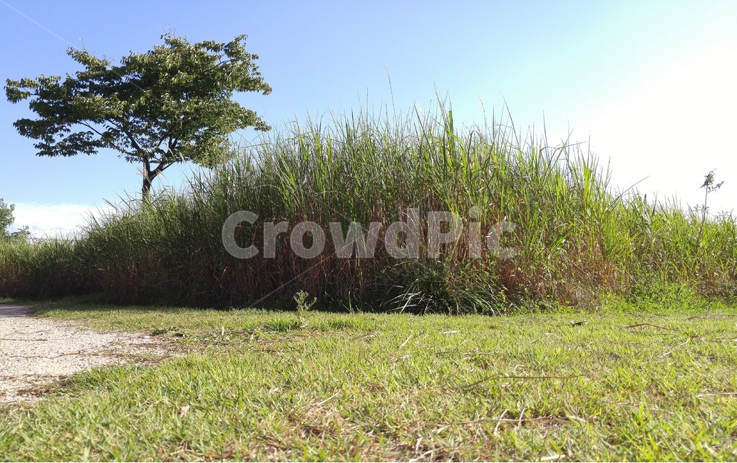 한강,자연,가을,나무,잔디,자연배경,자연,풍경,nature,landscape,grass,plant,식물