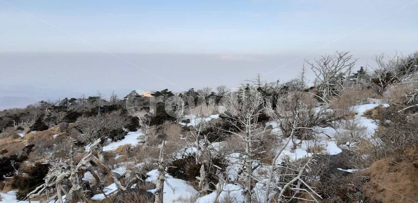 제주,한라산,영실코스,구상나무,고사목,겨울,설경,겨울,계절,winter,season,자연,풍경,nature,landscape,outdoors,옥외