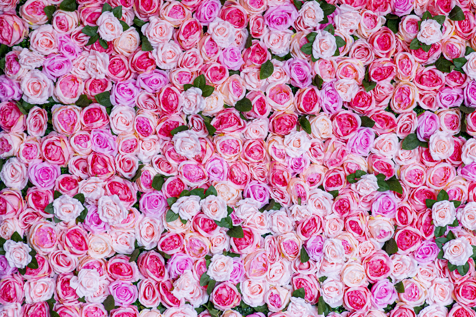 꽃,flower,꽃배경,장미,장미배경,식물,자연,plants,nature,꽃,flower