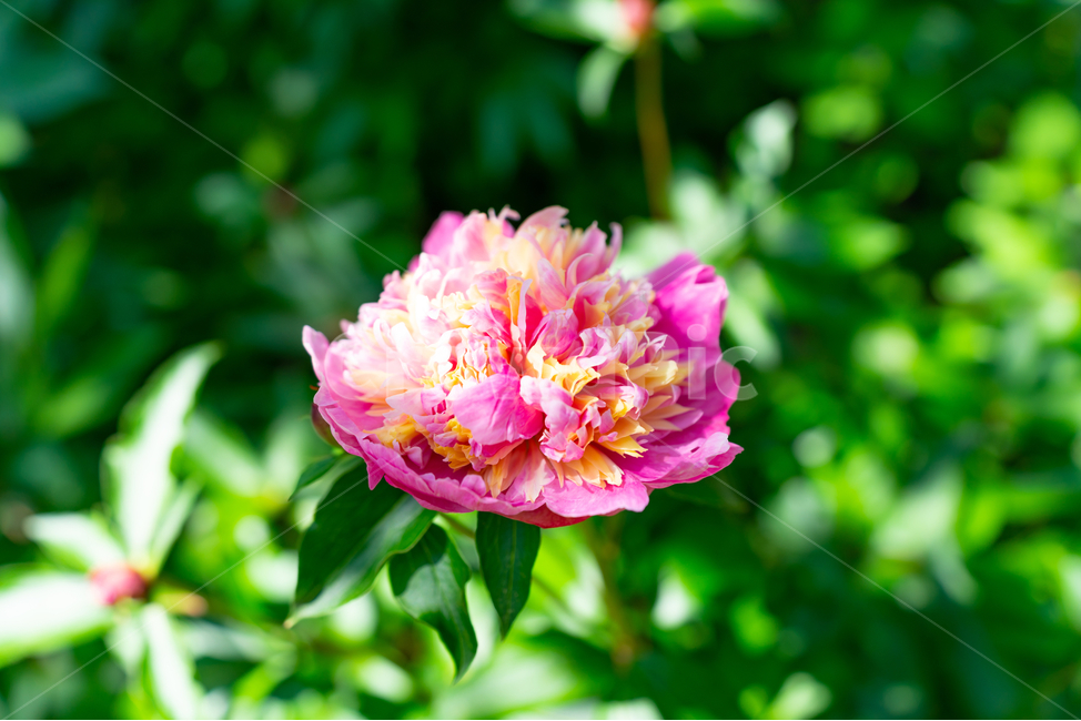 꽃,flowers,풀,식물,plant,식물,자연,plants,nature,꽃,flower