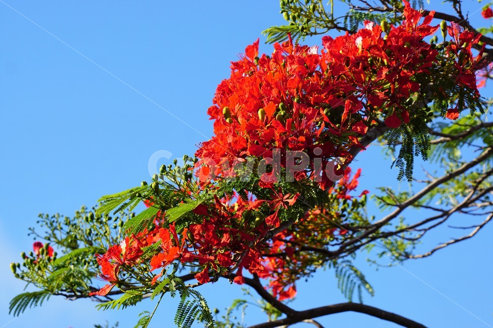 꽃,붉은꽃,나무,자연,식물,하늘,sky,크리스마스트리꽃,외국자연풍경,flower,nature,tree,예쁨,식물,자연,plants,nature,꽃,flower