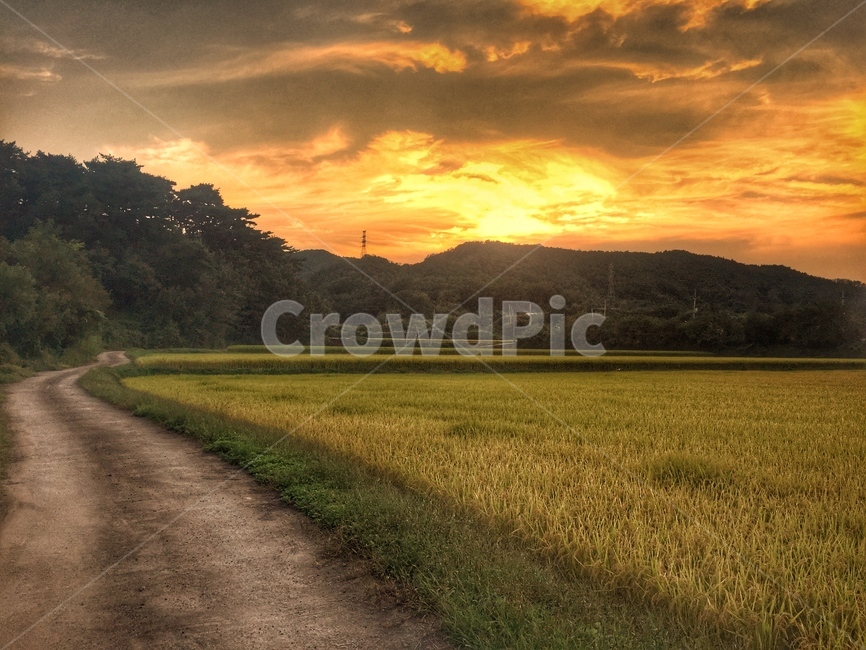 자연,들,경상북도,울진,평해,논,산,노을,자연,풍경,nature,landscape