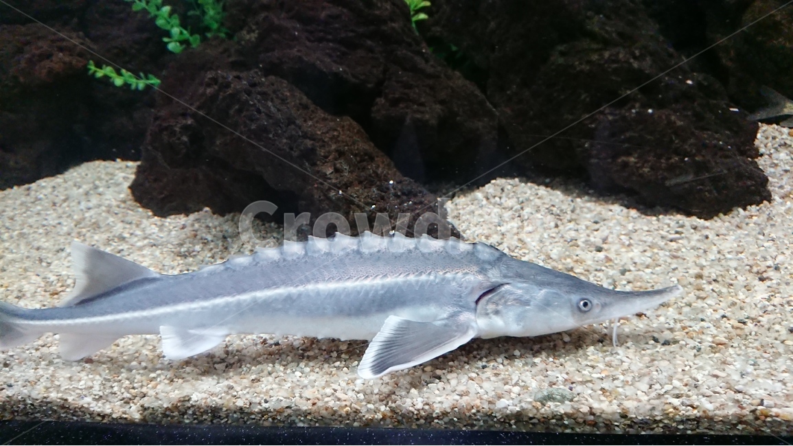 생물,물고기,수중,어항,물속풍경,열대어,관상어,수족관,동물,animal,어류,물고기,fish