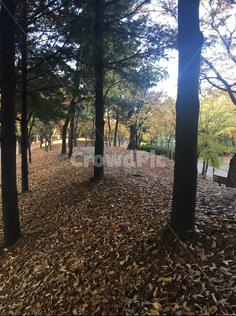 나무,자연,푸르름,산,공원