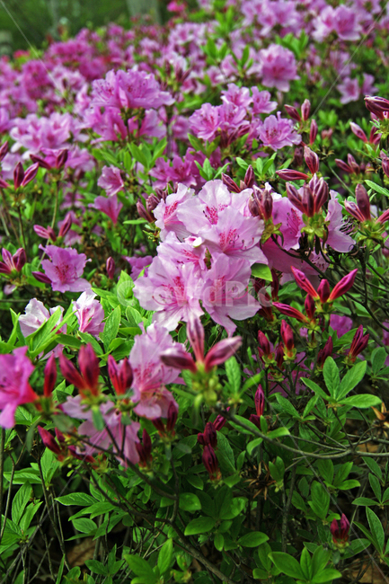 진달래꽃,꽃,식물,azalea,flower,봄,계절,spring,season,식물,자연,plants,nature,꽃,flower,blossom,geranium,제라늄,plant