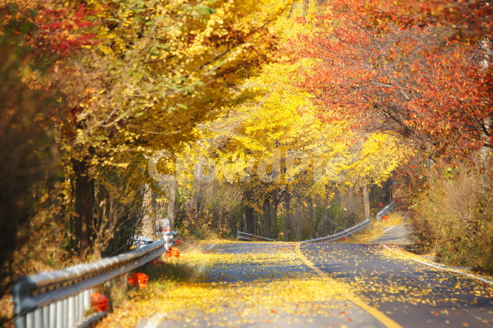 드라이브,대청호,가을,단풍,은행나무,가을,계절,fall,autumn,season,자연,풍경,nature,landscape,tree,나무,plant,식물,maple