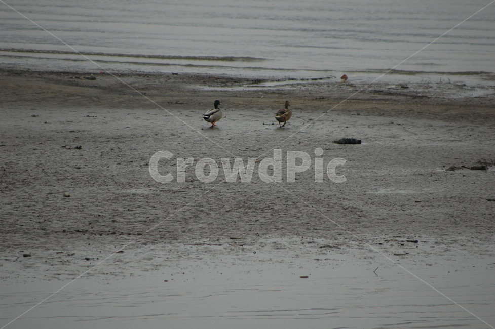 새,오리,한쌍,duck,한국오리,koreaduck,동물,animal,조류,새,birds