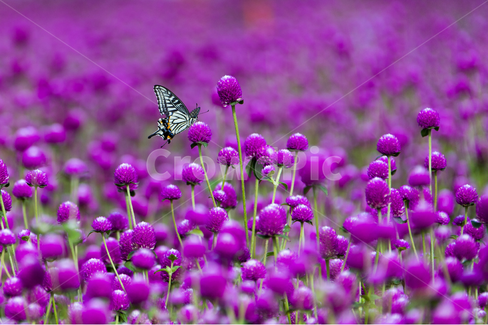 식물,자연,꽃,천일홍,나비,호랑나비,식물,자연,plants,nature,꽃,flower,동물,animal,곤충,벌레,insect,bug