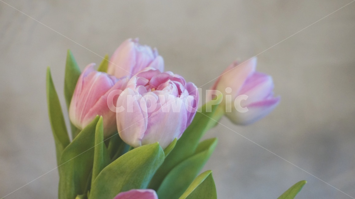 튤립,flower,ppt배경,튤립배경,꽃