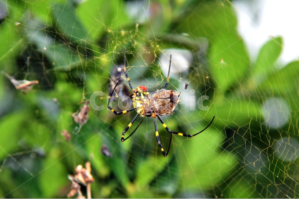 거미,시골,가을,거미줄,동물,동물,animal,곤충,벌레,insect,bug