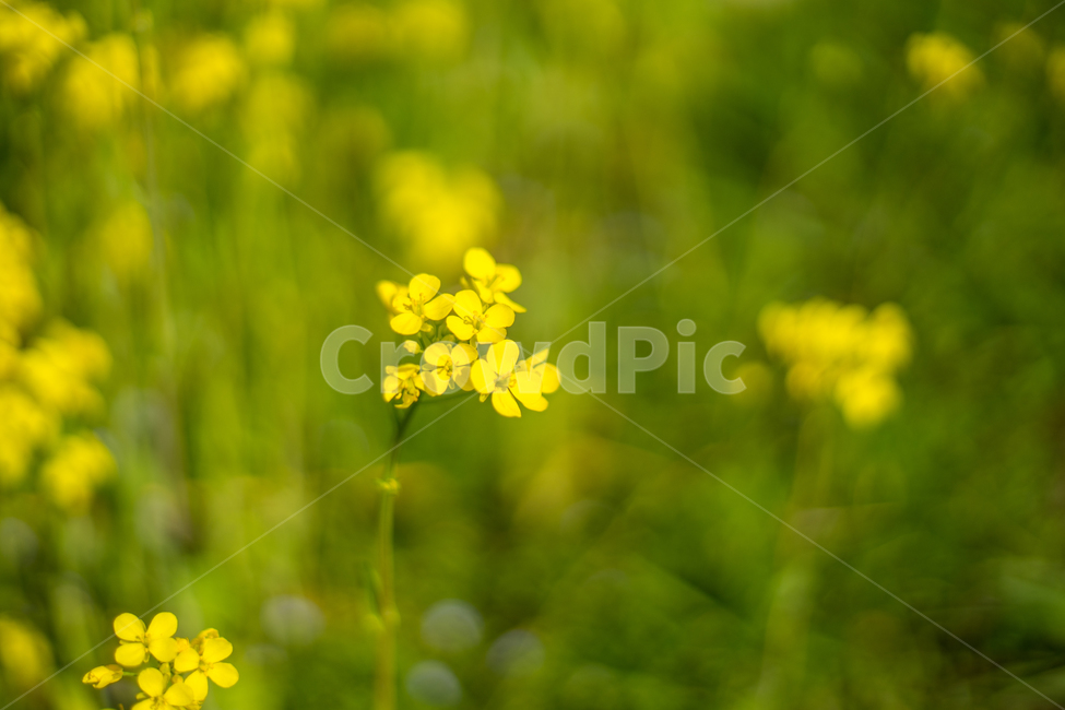 유채,봄,봄꽃,꽃,노랑,근접,자연,봄,계절,spring,season,식물,자연,plants,nature,꽃,flower,plant