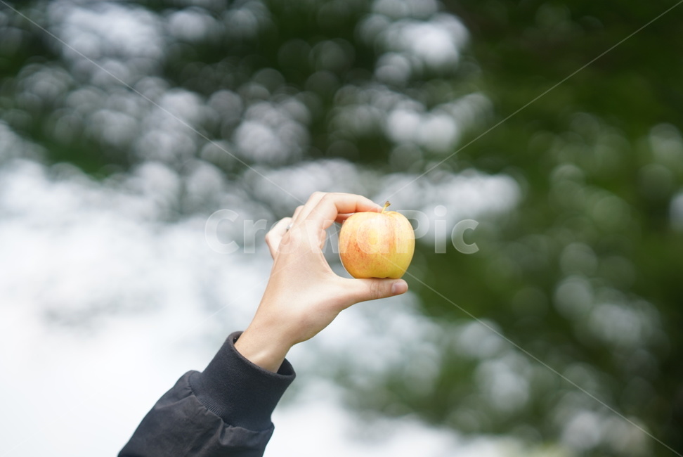 사과,과일,apple,fruit,손