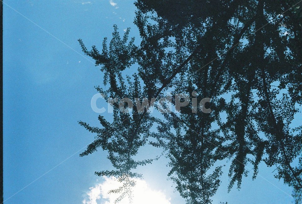 하늘,나무,햇빛,필름카메라,감성사진,자연,풍경,nature,landscape,tree,plant,식물,fir,전나무,conifer,구과 식물