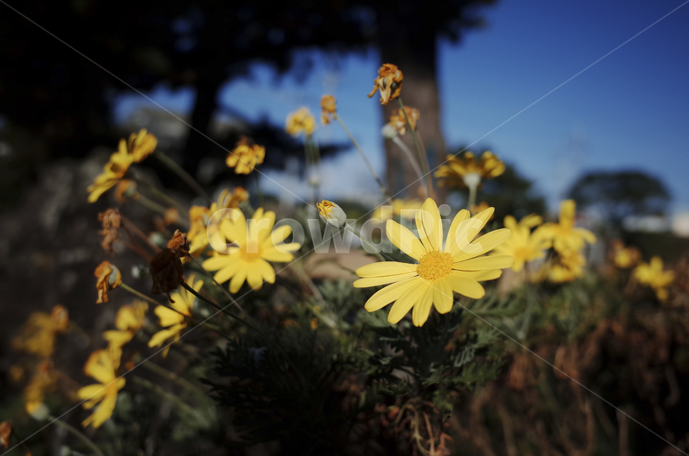 꽃,flower,color,색,들꽃,yellow,plant,식물,노란,노랑,노란꽃,blossom,식물,자연,plants,nature,꽃,flower
