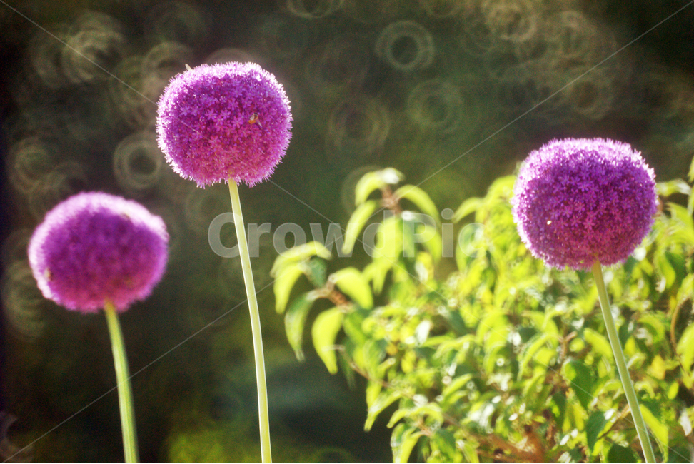 알리움,외떡잎식물,보라색,화훼용,관상용,무한한슬픔,식물,자연,plants,nature,꽃,flower