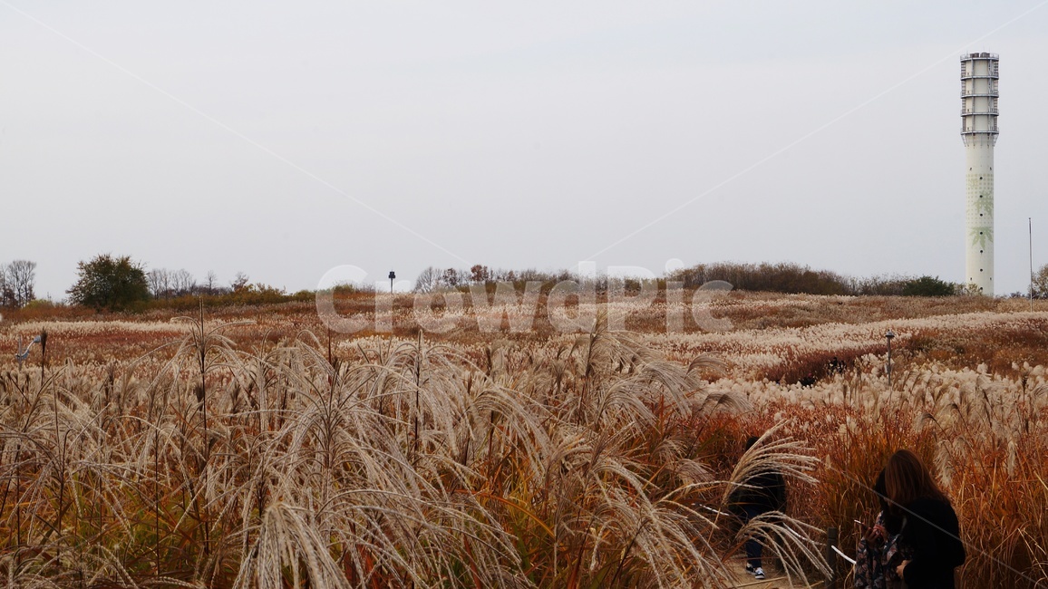가을,가을풍경,하늘공원,갈대,억세풀,가을,계절,fall,autumn,season,자연,풍경,nature,landscape,한국자연풍경,한국자연경관,korea nature landscape,plant,식물,produce,생산액,food,음식,vegetable,야채,grain,곡물,human,인간,person,사람