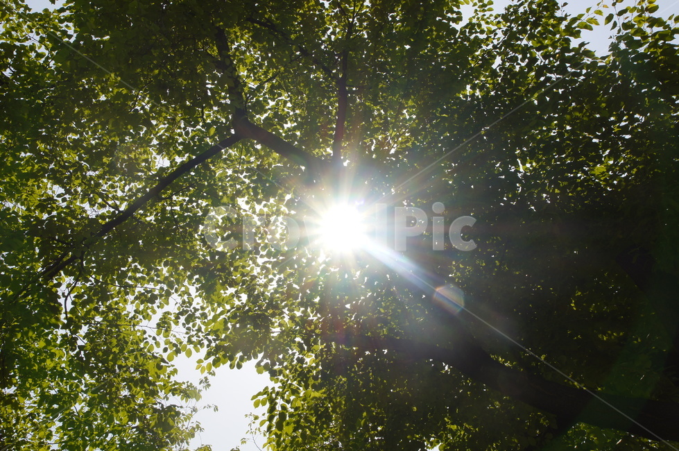 나무,태양,빛,나뭇잎,하늘,그림자,해,빛갈라짐,갈라짐,여름,계절,summer,season,자연,풍경,nature,landscape,light,flare,플레어,sunlight,햇빛
