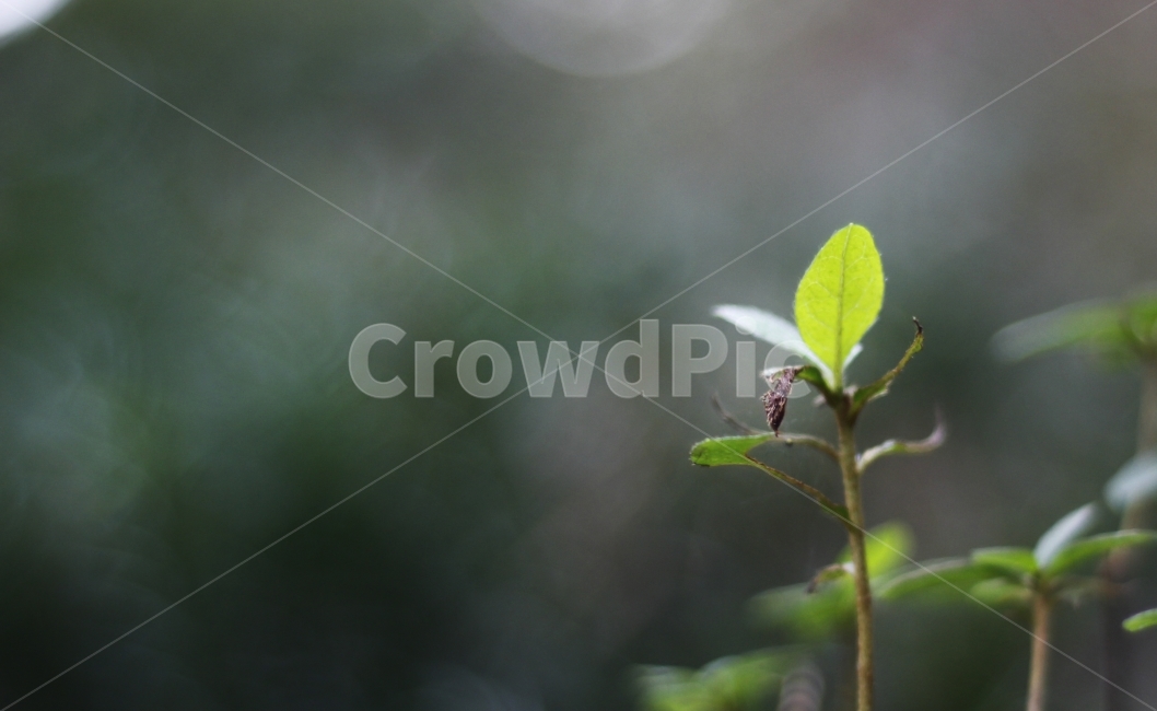 식물,풀,분위기,아웃포커스,꽃,식물,자연,plants,nature,감성,sensible,feeling,휴식,힐링,rest,relaxation,healing