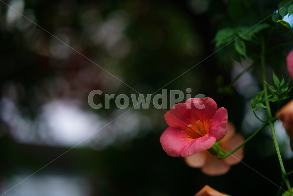 능소화,꽃,컬러,색감,주황,생명,식물,생물,flower,식물,자연,plants,nature,꽃,flower