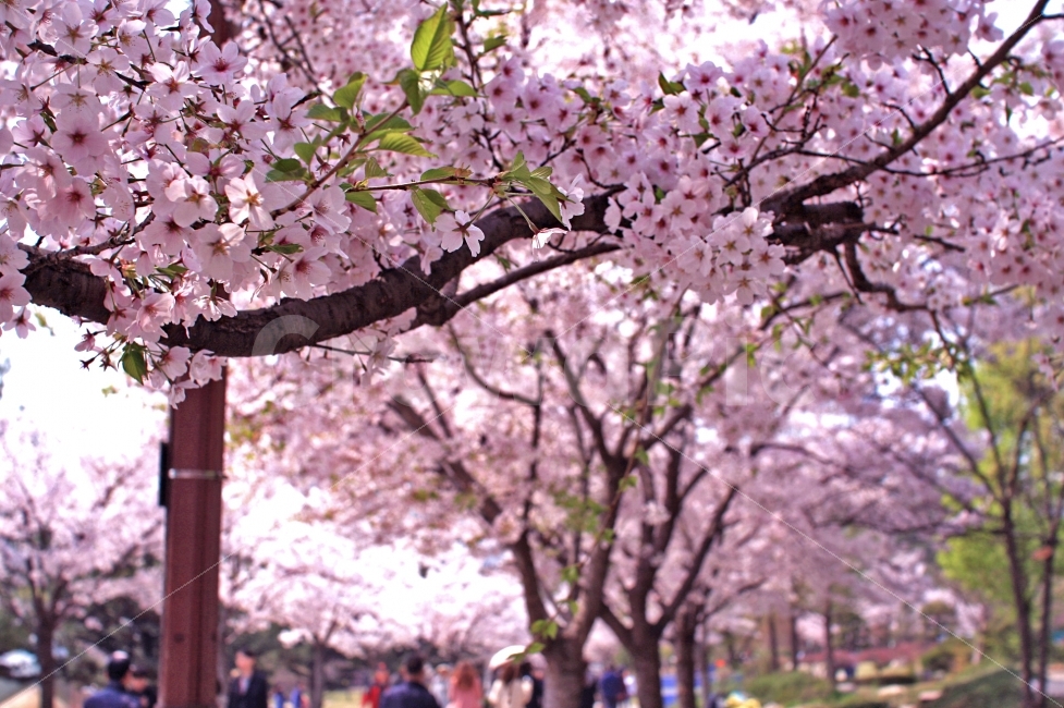 atmosphere,cherryblossom,scene,spring,view,flower photo,trip,sight,weather,sunny,sky,travelling,sakura,flowers,still,tree,tranquil,cherry blossom photo,cherry blossom viewing,ambience,background,landscape photography,Cherry Blossom,scenery,peaceful,Cherry