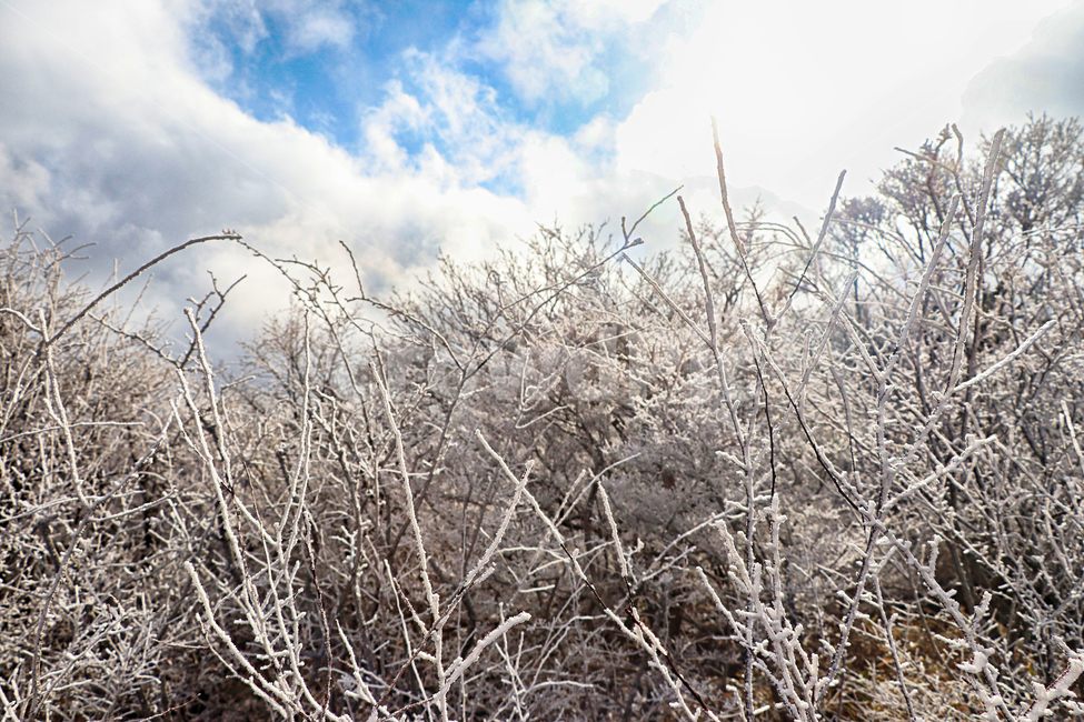 제주도,한라산,1100고지,한라산1100고지,설경,눈꽃,눈,snow,자연,옥외,outdoors,nature