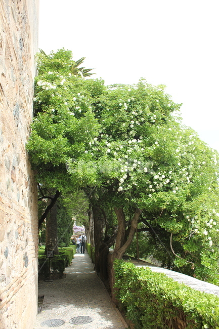 나무,벽,햇살,outdoors,옥외,arbour,정자,human,사람,person,정원,garden,인간,나무,trees,wood