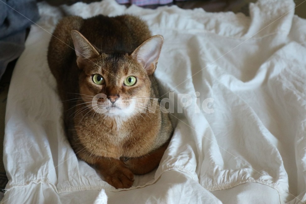 고양이,앉은모습,아비시니안,반려동물,동물,애완동물,식빵자세,동물,animal,포유류,mammal,고양이,cat,kitten,kitty