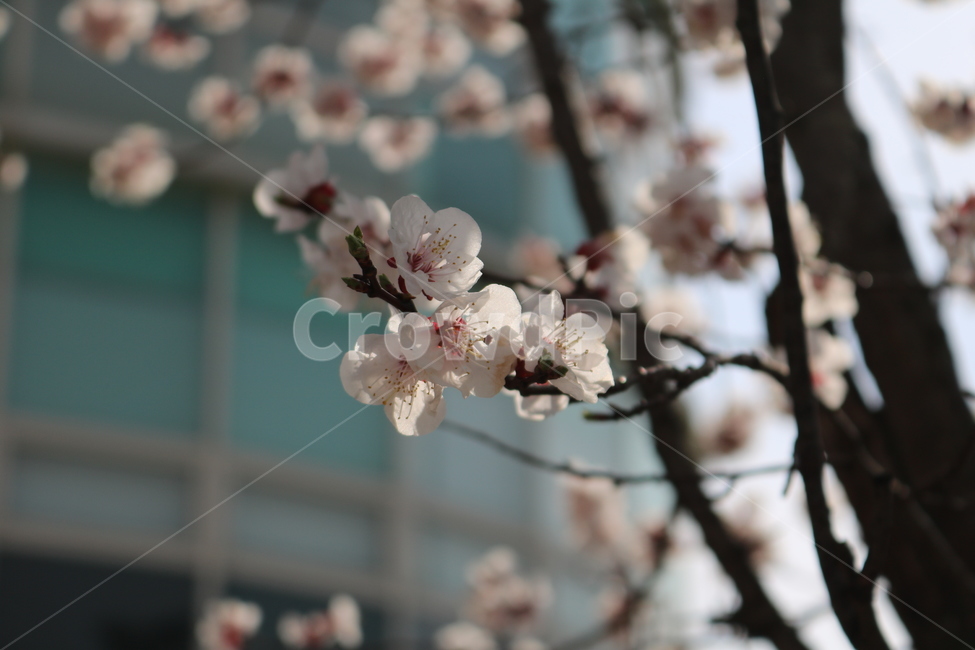 plant,식물,blossom,꽃,flower,벚꽃
