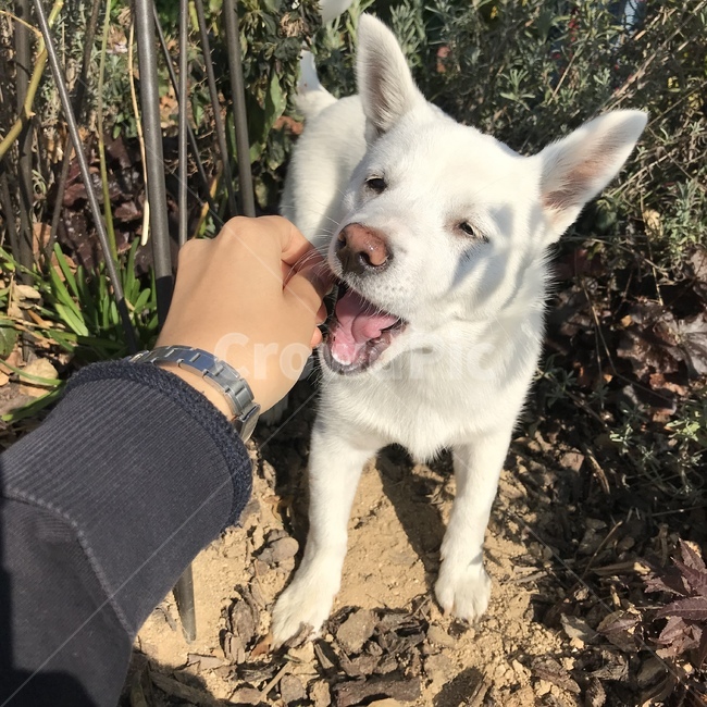 강아지,흰강아지,흰둥이,댕댕이,동물,dog,puppy,animal,whitedog,cute,lovely,귀여움,사랑스러움,동물,animal,포유류,mammal,개,강아지,dog,doggy