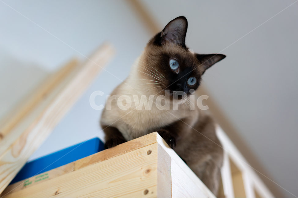 캣타워,샴,고양이,미끄럼틀,반려동물,내려다보기,cat,파란눈,암컷,diy,나무,목재,스크래쳐,동물,animal,포유류,mammal,고양이,cat,kitten,kitty