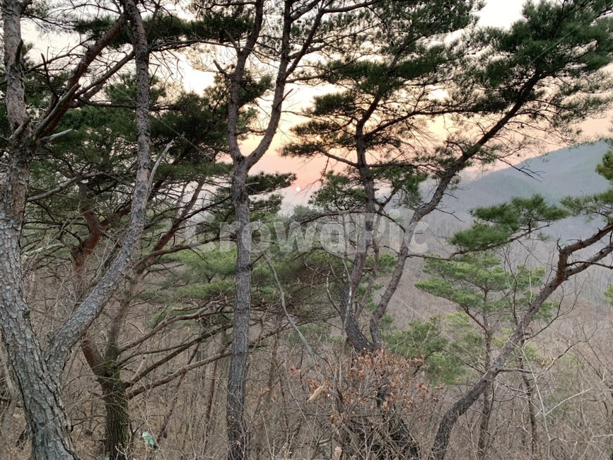 소나무,노을,뒷산,가을산,가을풍경,자연,풍경,nature,landscape,tree,나무,plant,식물,tree trunk,나무 줄기