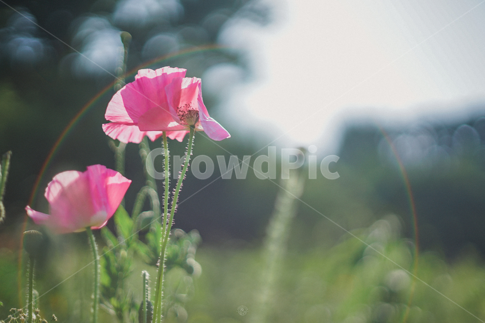 양귀비,여름꽃,꽃,양귀비꽃,꽃밭,여름,계절,summer,season,자연,풍경,nature,landscape,식물,plants,꽃,flower,blossom,geranium,제라늄,plant,rose,장미