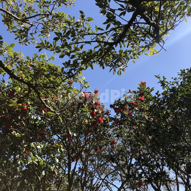 나무,장미,풍경,하늘,숲,풀,tree,plant,식물,꽃