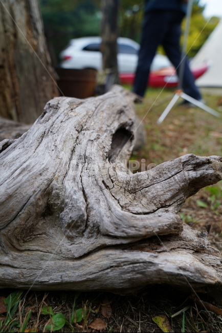 나무,고목,질감,오래된,세월,피부,wood,나무,trees,wood