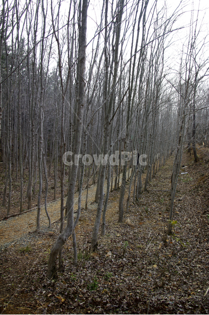 자연,나무,식물,plant,tree,길,숲