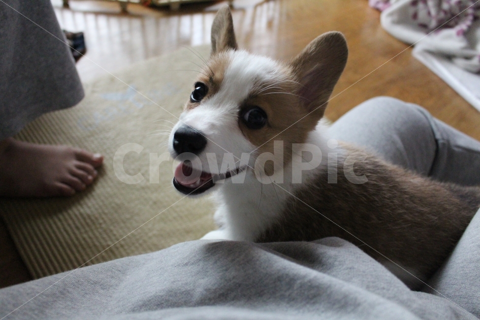 Welsh Corgi,happy,Pets,puppy,happiness,animal,bowwow,welshcorgi,dog,pet dog,laugh,pet