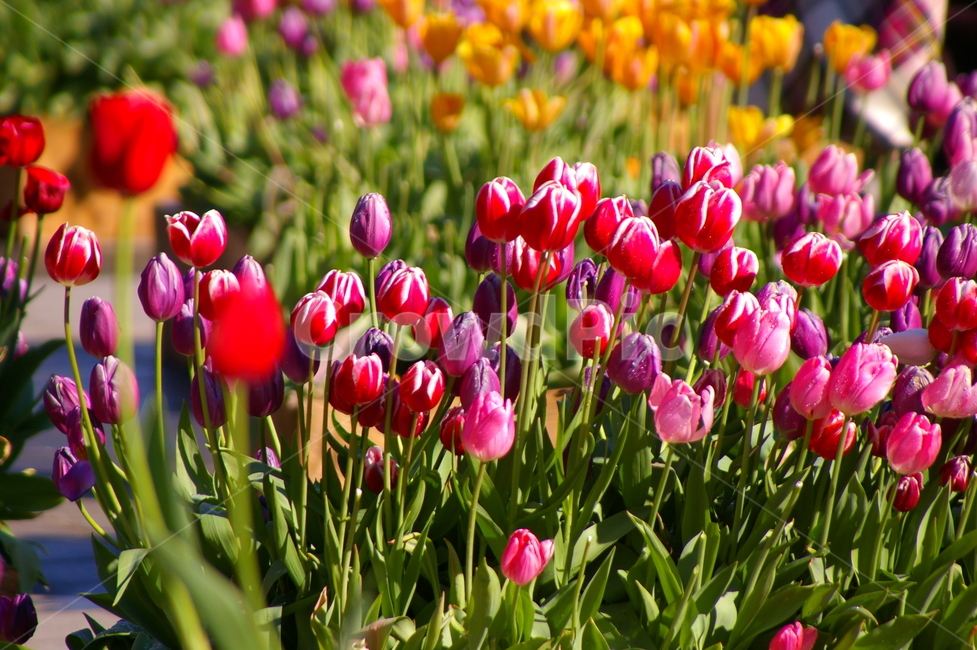 꽃,식물,blossom,flower,plant,tulip,튤립,식물,자연,plants,nature,꽃,flower