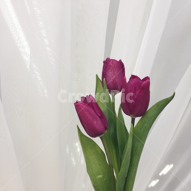 튤립,보라꽃,감성,꽃다발,싱그러움,flowers,식물,자연,plants,nature,꽃,flower