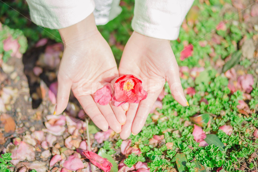 동백꽃,꽃,손바닥,손가락,인물,사람,잔디,감성사진,봄,여행,따뜻함,식물,땅,생명,spring,flower,red,붉은꽃,소중함,봄,계절,spring,season,식물,자연,plants,nature,꽃,flower,사람,인물,인간,human,person,신체일부,몸,body,감정표현,기분,feeling,emotion,감성,sensible