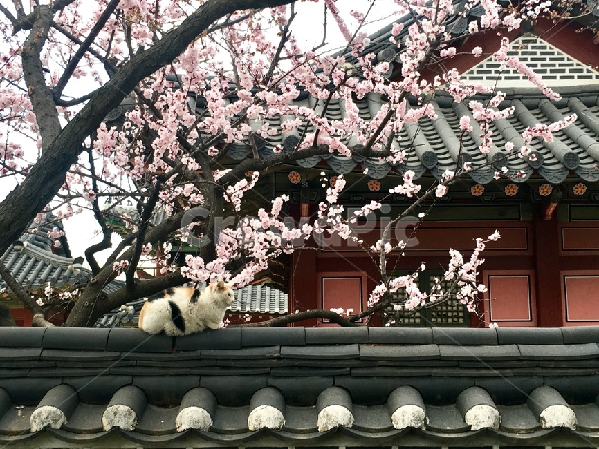고양이,오후,아름다운,나무,꽃,한옥,처마,한국전통,한국문화,korean traditional,korean culture,건축물,건물외관,exterior,building,structure,architecture,construction