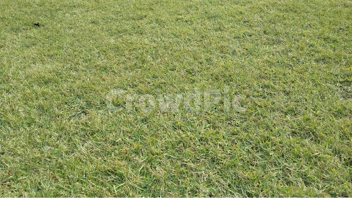 잔디,잔디밭,풀,풀밭,lawn,grass,식물,자연,plants,nature